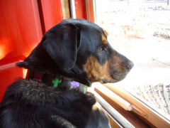 Cactus and Tepees handpainted leather dog collar