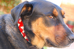 Leather Dog Collar with Boney Design