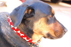 Leather Dog Collar with Boney Design